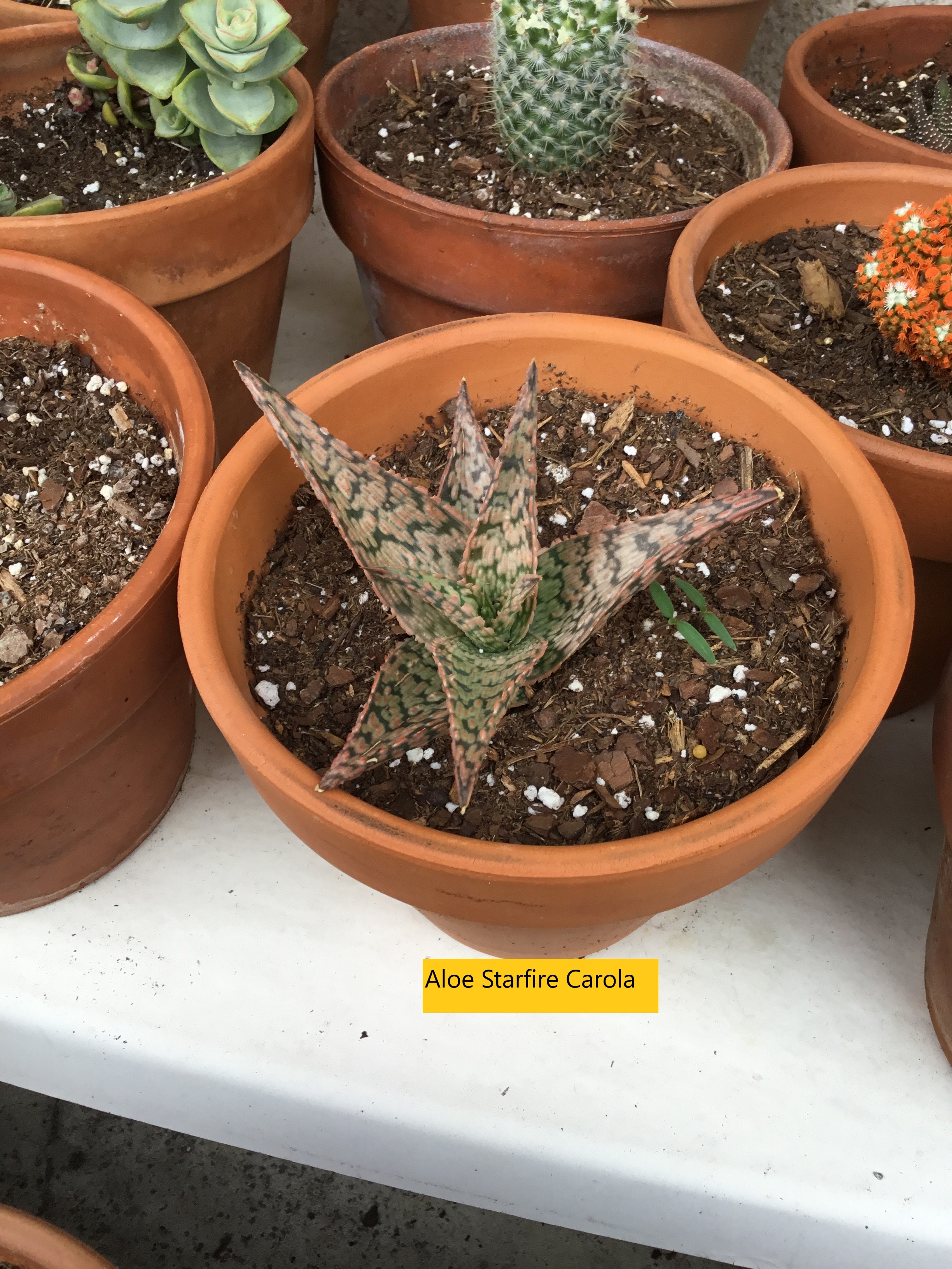 Aloe Starfire Carola.jpg
